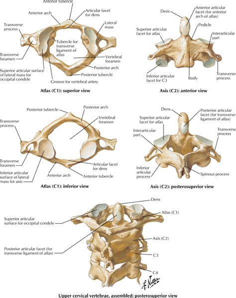 Unstable Cervical Spine Fractures — Nuem Blog