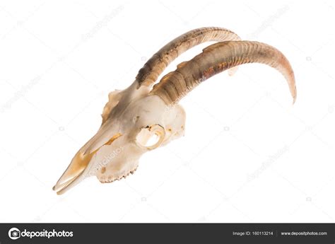 Goat Skull With Horns Stock Photo By ©elisanth 160113214