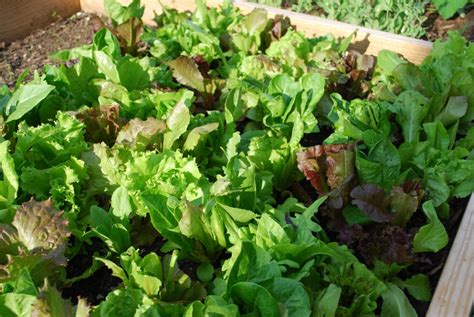 15 Easiest Vegetables To Grow To Get A Fruitful Start Home And