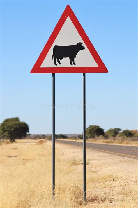 Danger Cattle Cow Crossing Road Sign Drivers Be Cautious And