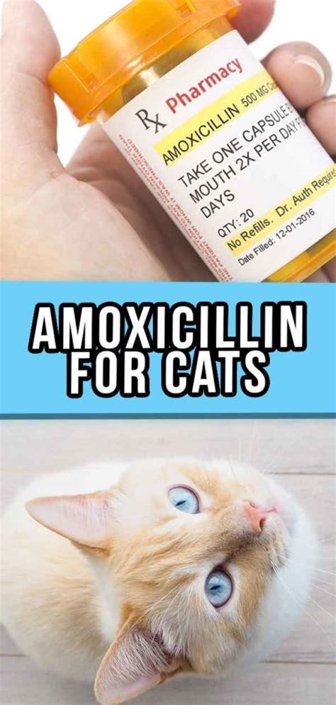 Amoxicillin For Cats How It Works Dosage And Side Effects