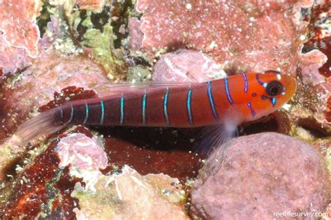 Lythrypnus Gilberti Galapagos Blue Banded Goby Reef Life Survey