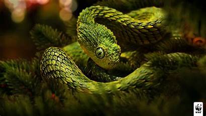 Snake Viper Wallpapers Pixelstalk