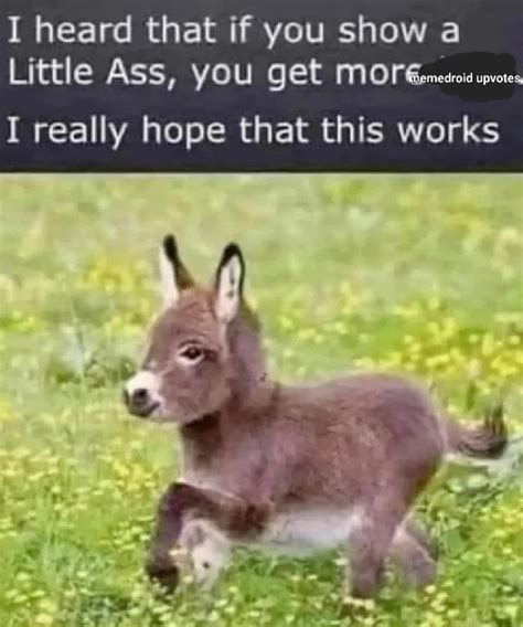 Donkey Meme By Thememehunter Memedroid