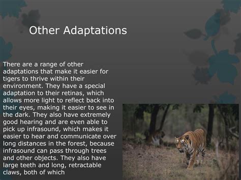 Ppt Adaptations Of Tiger Powerpoint Presentation Free Download Id