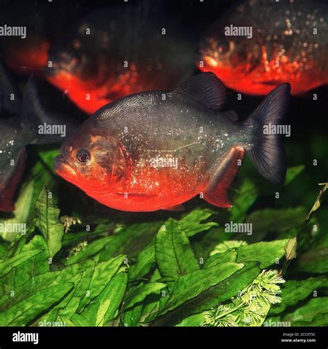 Red Bellied Piranha Pygocentrus Nattereri Group Swimming Through