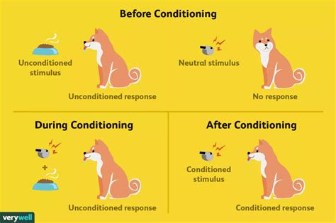 Classical Conditioning How It Works With Examples Conditioner