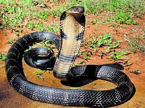 Stunt With King Cobras Lands Youth In Legal Tangle Deccan Herald