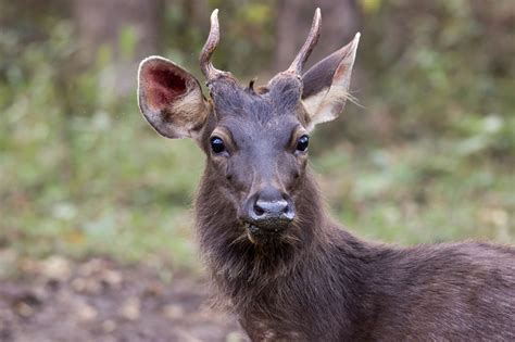 A Definitive List Of The Different Types Of Deer Animal Sake