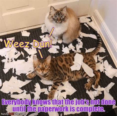 Great job meme great job quotes work quotes you rock quotes team quotes job memes job humor motivational memes inspirational quotes. Job Well Done! | Cat memes, Cats, Job