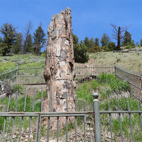 Petrified Tree Yellowstone National Park 2022 Alles Wat U Moet
