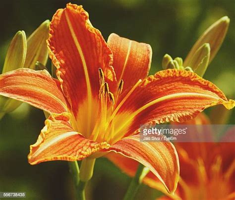 Tiger Lily Flower Photos And Premium High Res Pictures Getty Images