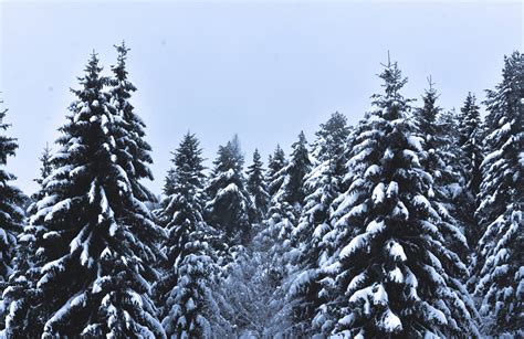 Snow Covered Pine Trees Under Cloudy Sky · Free Stock Photo