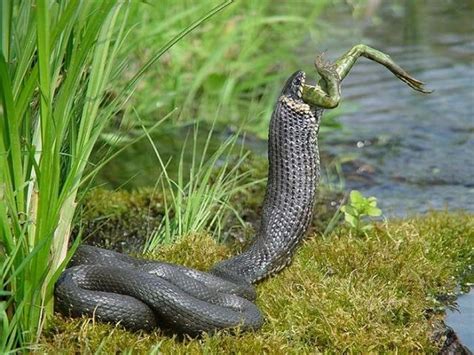 Un Serpent Qui Mange Un Crapaud D Wn