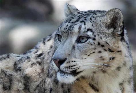 Animales De La Montaña Irbis O Leopardo De Las Nieves