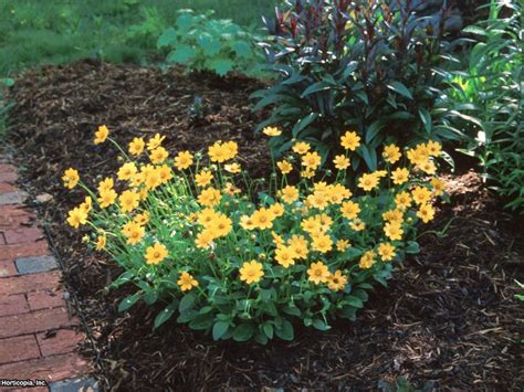Annual flowers full sun zone 8. Mailbox Garden Candidates | HGTV