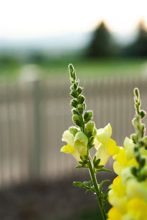 Yellow Snapdragon Flowers Stock Photo Image Of Botanic 123662088