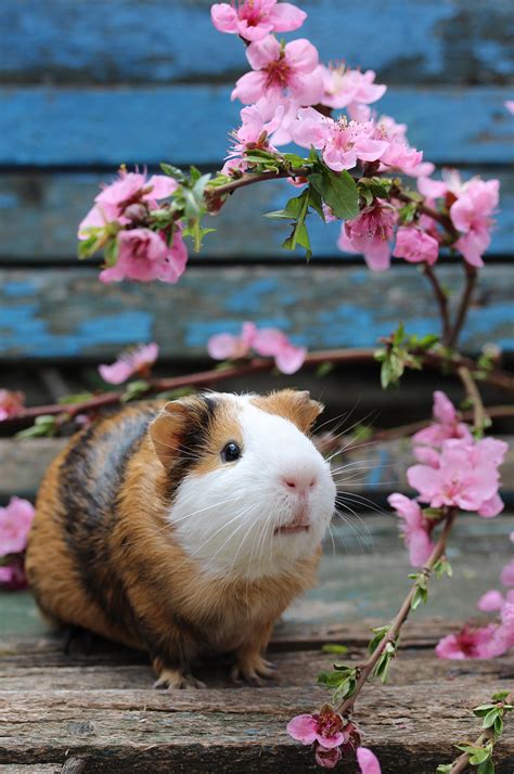 They came to us completely unsocialized, but have really gotten used to being around their people and being handled. short haired guinea pig breeds