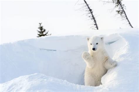 12 Polar Bear Pictures That Will Melt Your Heart Readers Digest