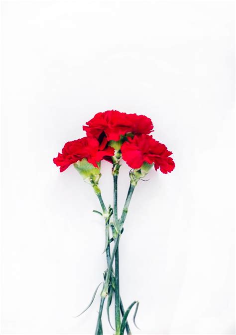Prices are high but no higher than anywhere else in ohio. The Story of the Carnation: Ohio's State Flower ...