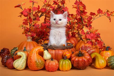 Tips For Your Cats At Thanksgiving Two Crazy Cat Ladies