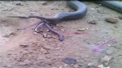 Rare Video Of Anaconda Giving Birth To Live Baby Snakes