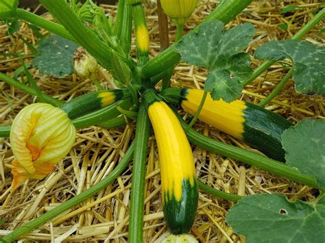 One Of My Yellow Courgette Zucchini Plants Is Growing Half Yellow
