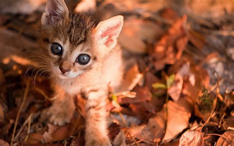 Animals Cats Felines Kittens Face Eyes Cute Pov Leaves Autumn