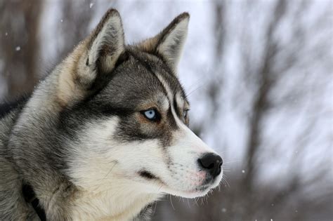 Sled Dog Husky In Québec Canada Dog Breeds Dog Sledding Best Dog