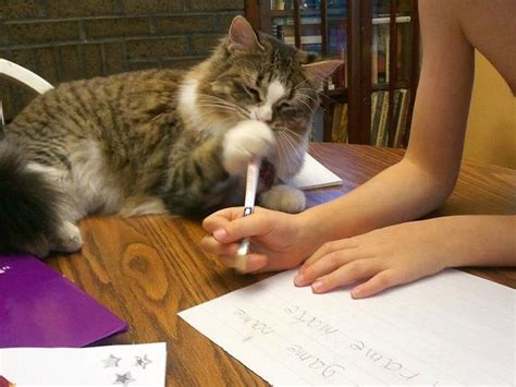 Helping With Homework Homework Cats Kitty