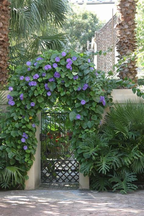 Morning Glories In The Afternoon Garden Gate Design Garden Vines