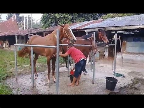 Here are 3 possible meanings. Berkunjung Ke Kandang Kuda Pacuan Kubugadang Payakumbuh ...