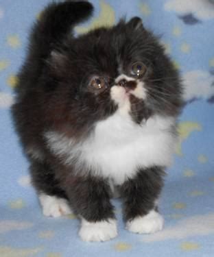 They come from champion lines and have sweet lowing companionship. Purebred Persian Kittens for Sale in Hanford Works ...