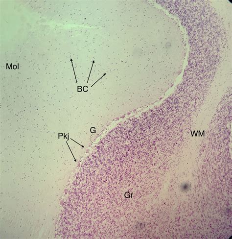 Cerebellum Histology Slide