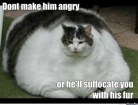Funny Fat Cat Memes Clean 70 Most Hilarious White Cat Meme Funny