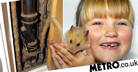 Hamster Waited For Owner Outside Her Flat Two Years After