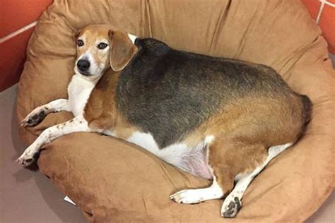 Obese Beagle Kale Chips Weighs 85 Pounds Time