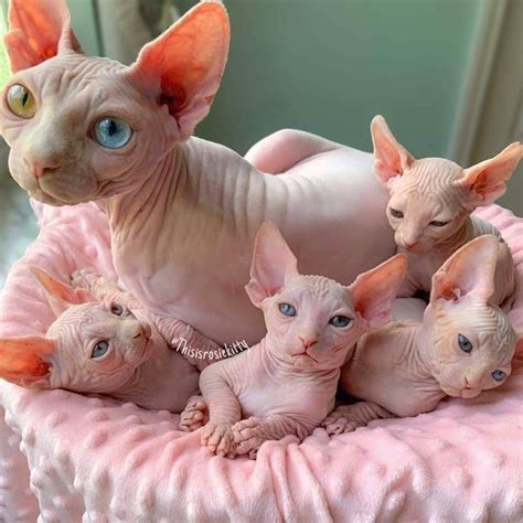 Pin By Amanda Kearns On Fur Babies Cute Hairless Cat Cute Baby Cats