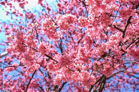 Cliccate qui per stampare i disegni. Scatti di primavera in centro a Milano: i fiori rosa di ...