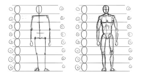 Drawing Body Proportions Body Proportion Drawing Human Body Proportions