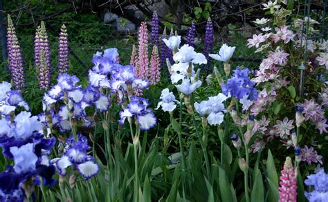 Tall Bearded Irises With Lupine An Easy To Grow Companion Plant