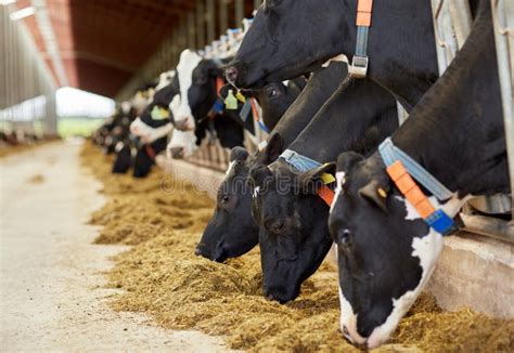 Herd Of Cows Eating Hay In Cowshed On Dairy Farm Stock Image Image Of Mammal Cattle 83532347