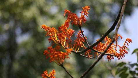 Endangered Plants Discovered In Sw Chinas Yunnan