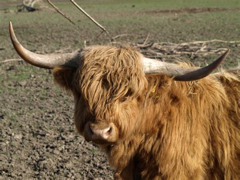 Free Highland Cattle Stock Photo