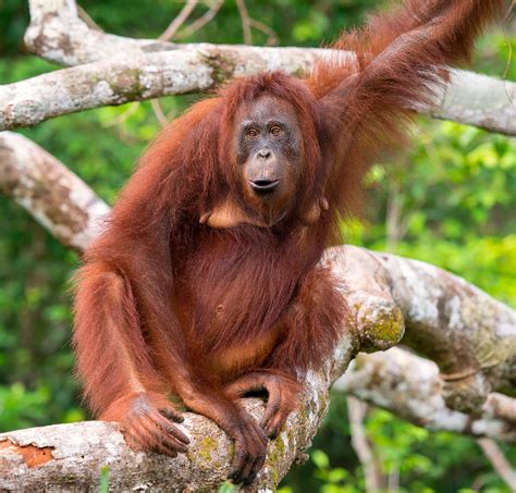 Orangutan Definition Habitat Height Weight Lifespan Scientific