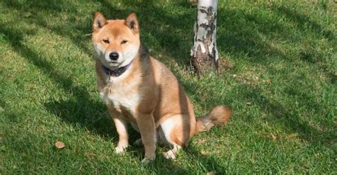 Ainu Dog Breed Complete Guide Wiki Point