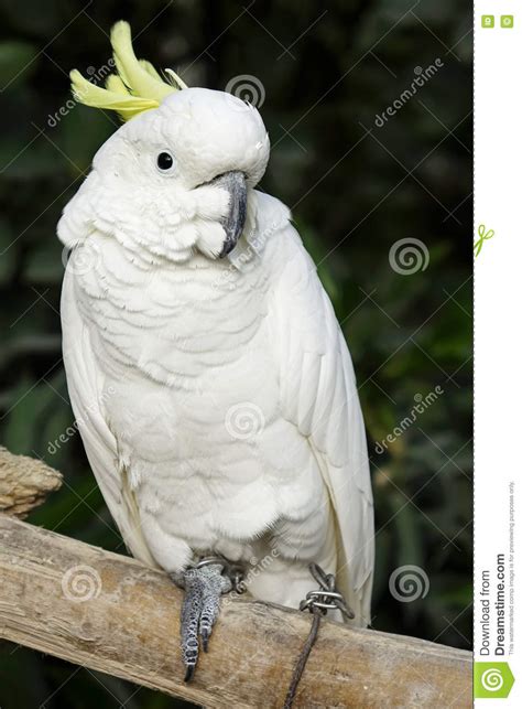 White Parrot Stock Image Image Of Birds Indoor Feather 82245213