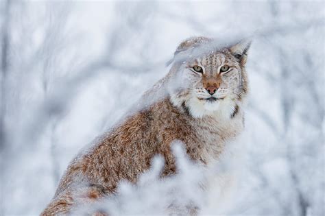 Hd Wallpaper Cats Lynx Animal Winter Wallpaper Flare