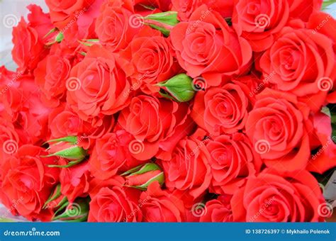 Close Up Of Bright Bunch Of Fresh Beautiful Red Roses Stock Image