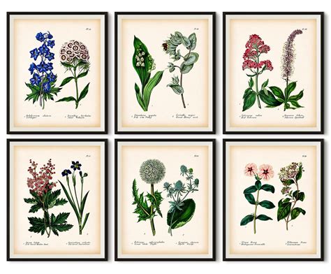 Set Of 6 Botanical Prints Botanical Wall Art Antique Etsy Uk